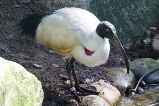 Threskiornis aethiopicus bernieri - Blauaugenibis (Hellaugenibis, Madagaskar Heiliger Ibis)